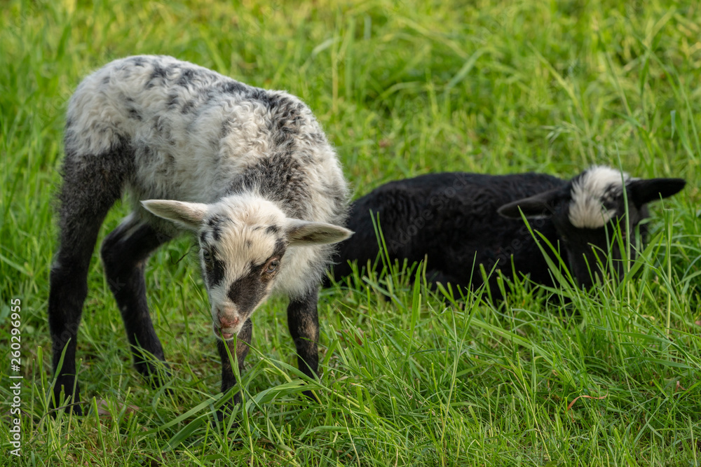 Curious lamb on a meadow looking into the camera Curious lamb on a meadow looking into the camera