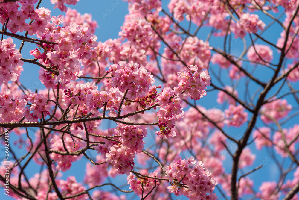 Sakura (Cherry Blossom) blooming with blue sky in spring around Ueno Park in Tokyo , Japan. Sakura (Cherry Blossom) blooming with blue sky in spring around Ueno Park in Tokyo , Japan.