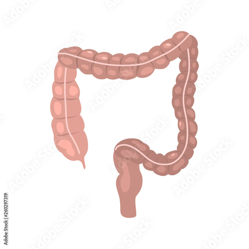 Human intestine color vector icon. Flat design