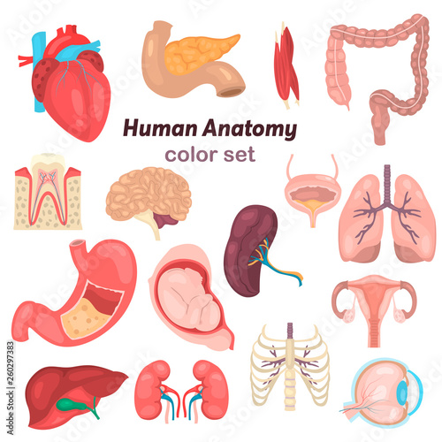 Human anatomy color vector icon set. Flat design