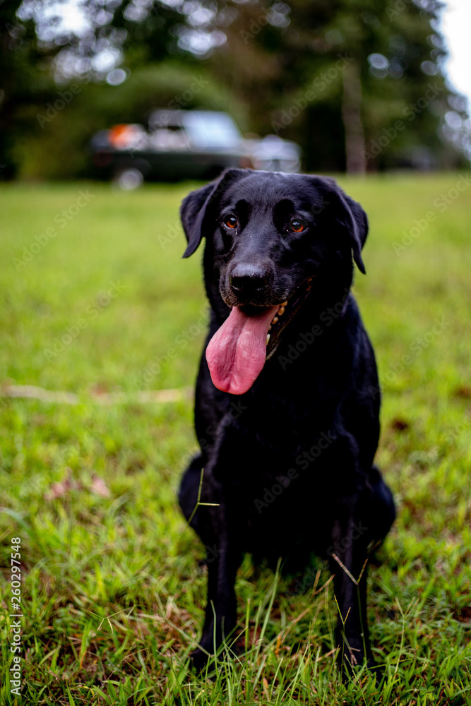 Black Dog with Tongue Out