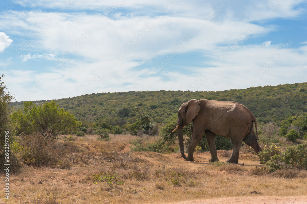 Wild elephant bull in African savannah landscape