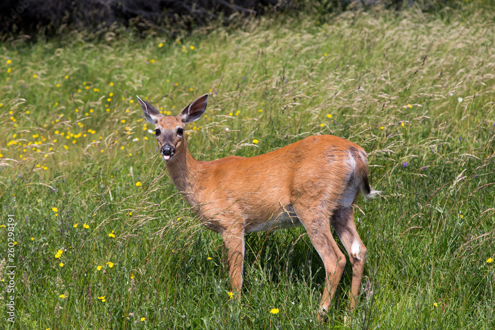 Cute white-tailed doe standing in wildflowers with mouth open and tongue hanging out staring with startled look in Port-Menier, Anticosti, Quebec, Canada