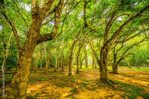 The green color of nature in the national park area.6 © nikonianthai.