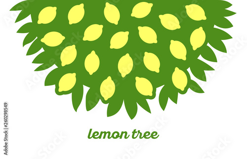 Lemon tree with foliage and ripe fruits. Summer garden citrus background.