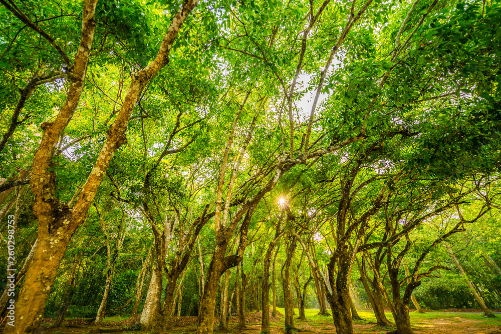 Fototapeta premium The green color of nature in the national park area.10
