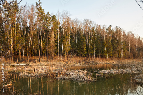 Forest lake at sunset. Spring nature. Landscape with trees and pond