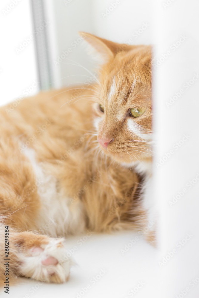 Red cat lying on a window sill. Ginger cat sleeping on soft white blanket, cozy home and relax concept, cute red or ginger little cat.
