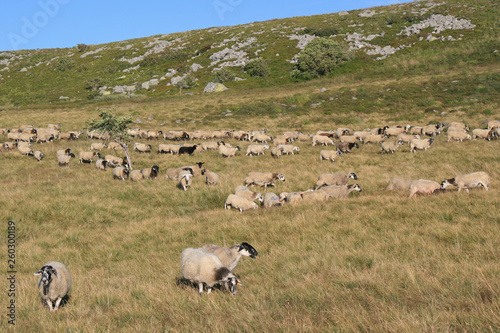 Sheeps (Auvergne - France)