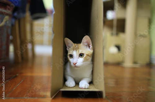 cat love box photo