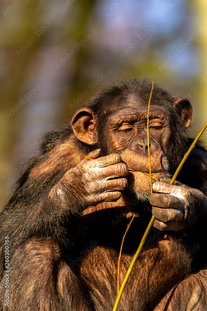 Obraz premium Zoo Aalborg