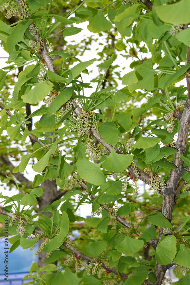 Ginkgo biloba Ginkgo biloba