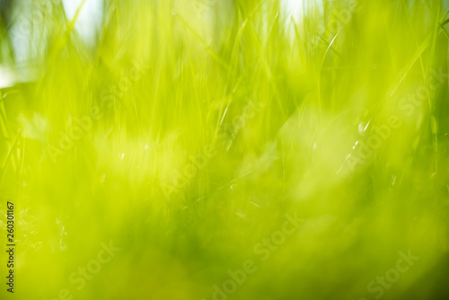 Nature blurred bokeh background. Defocus summer day. Springtime concept