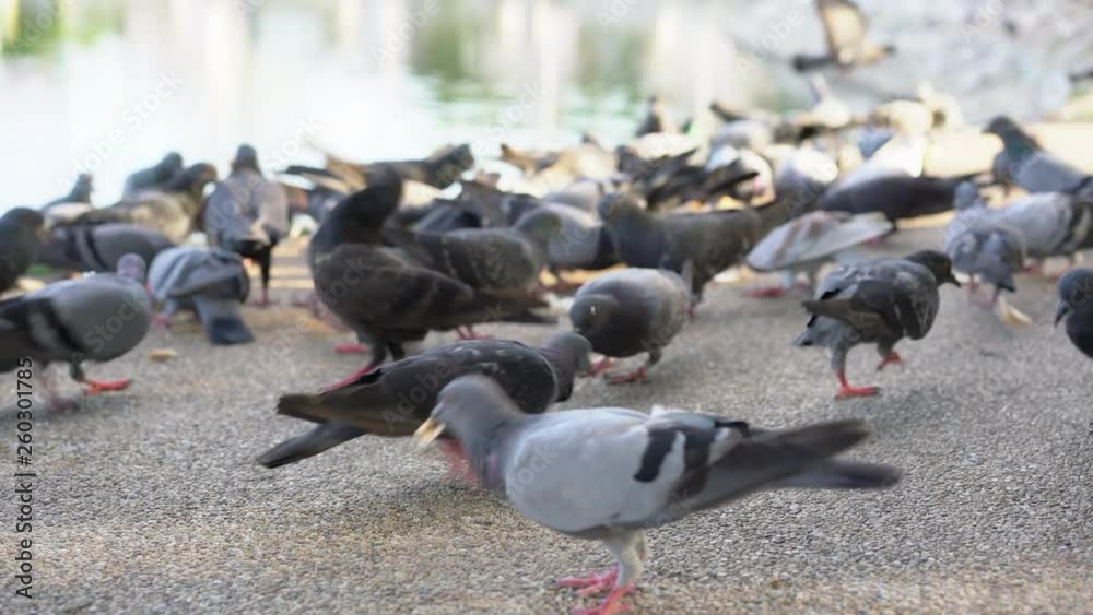 Flock of pigeons eating bread in the park. Handheld shot, 4K Flock of pigeons eating bread in the park. Handheld shot, 4K