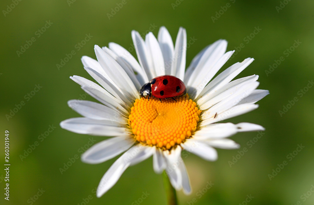 Ladybird on a beautiful daisy flower on a green meadow