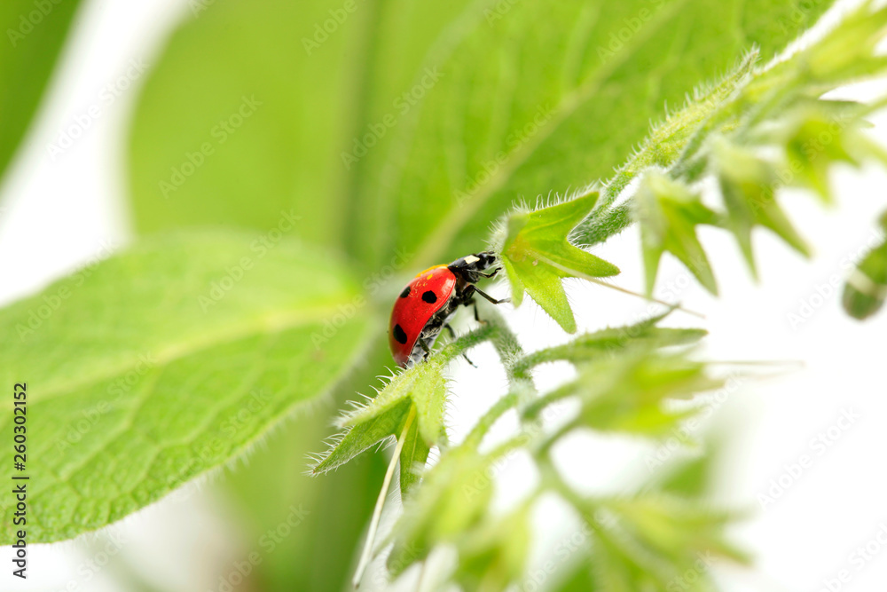 Naklejka premium Ladybug on green leaves of plants