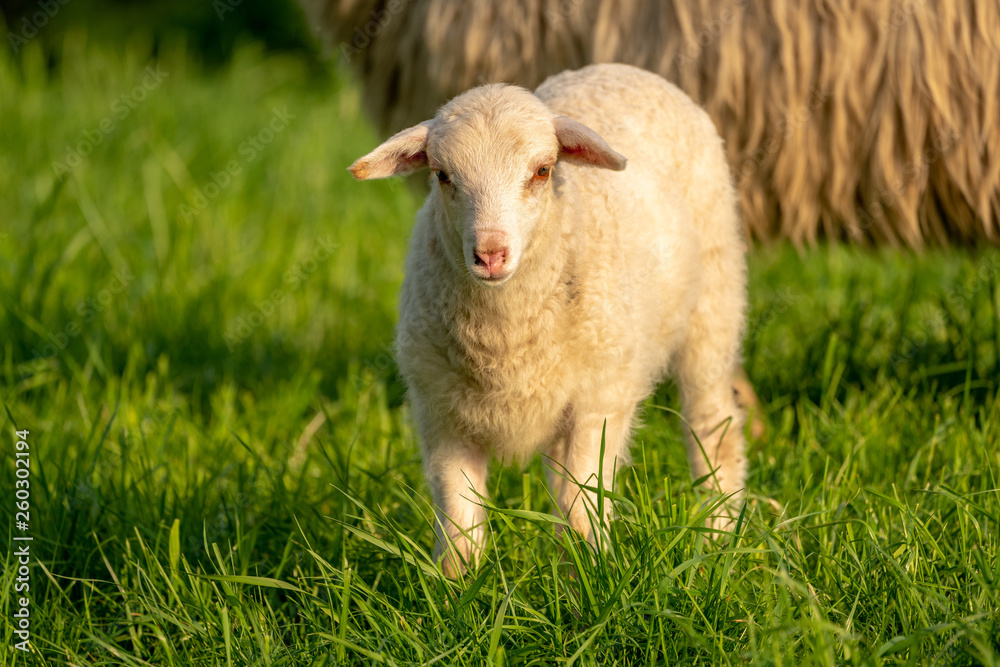 Obraz premium Curious lamb on a meadow looking into the camera