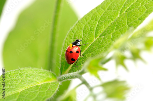 Ladybug on green leaves of plants © yanakoroleva27