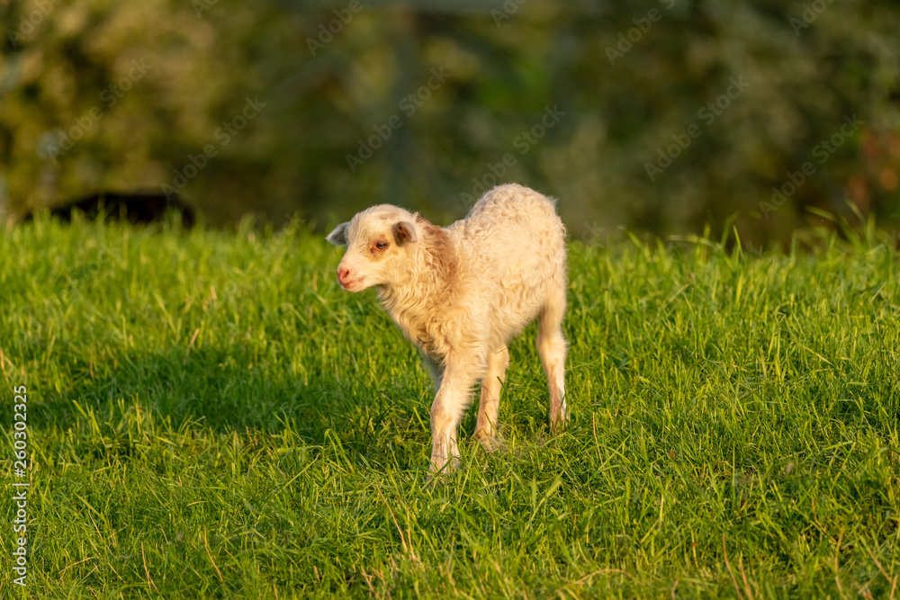 Naklejka premium A lamb on a meadow