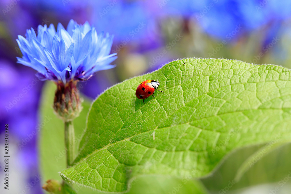 Fototapeta premium Ladybug creeps on a green leaf on a beautiful blue floral background