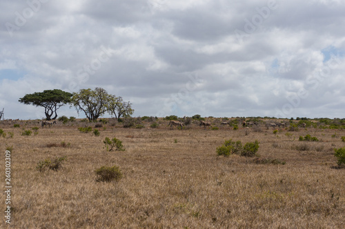 African landscape with herd of wild zebras grazing