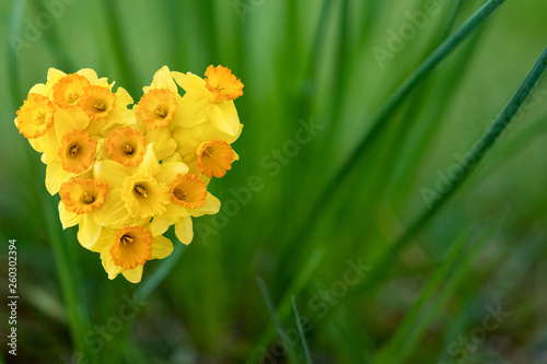 Daffodils shaped as heart among the grass photo