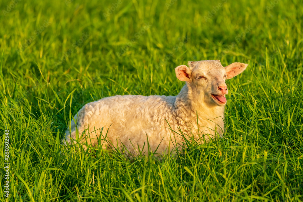 Naklejka premium A lamb on a meadow