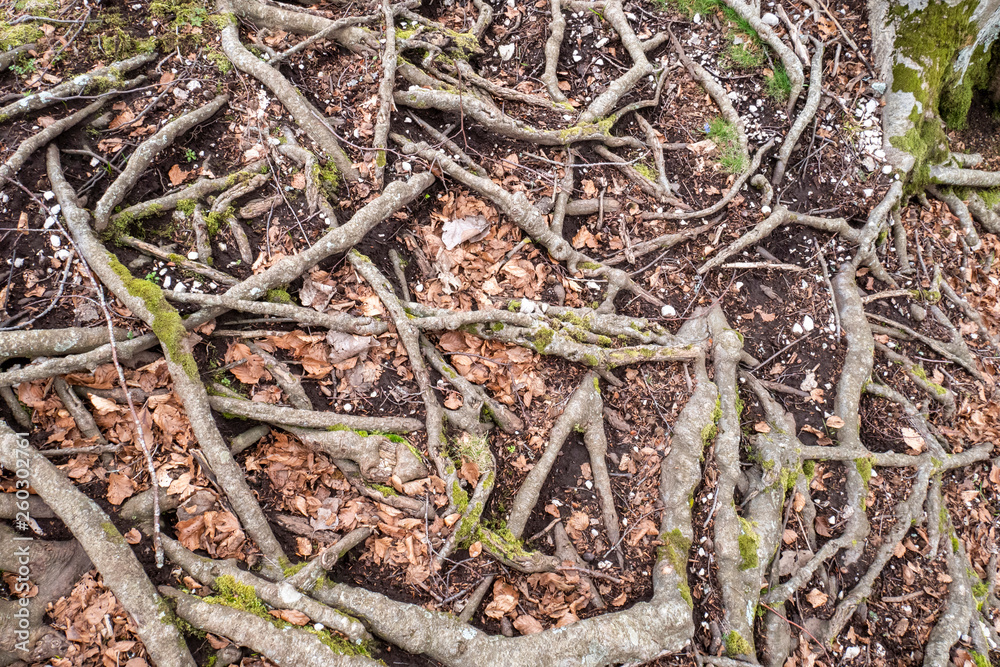 beech roots emerging from the ground