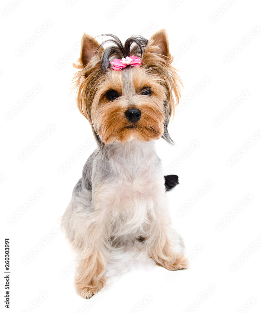 Beautiful funny puppy yorkshire terrier with bow isolated on a white