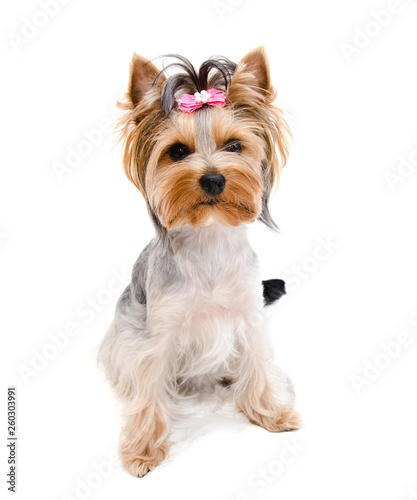 Beautiful funny puppy yorkshire terrier with bow isolated on a white