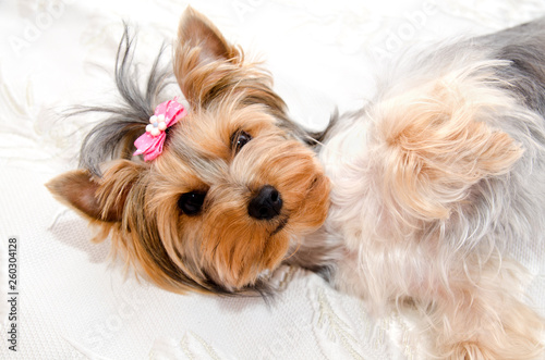 Beautiful funny puppy yorkshire terrier with bow isolated on a white