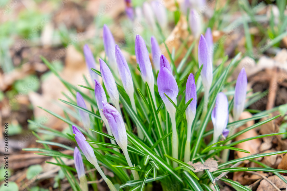 Violet crocuses in spring in the forest on a meadow Violet crocuses in spring in the forest on a meadow