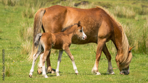 A horse and a foal on a meadow © Bernd Brueggemann