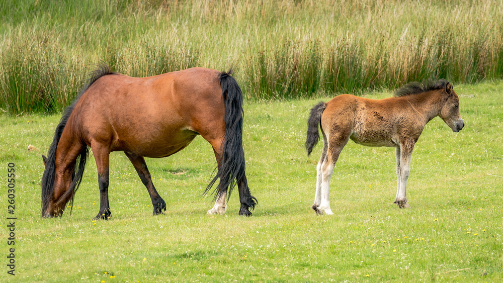 A horse and a foal on a meadow