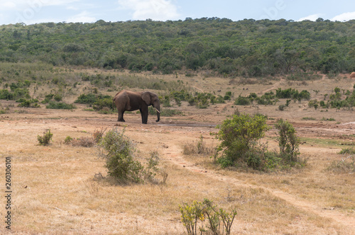 Single african elephant bull drinking from waterhole in African wilderness © Olga K