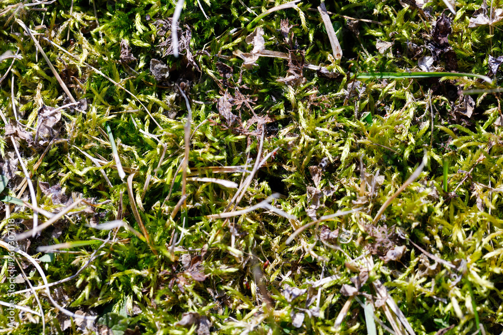 The green moss makes the way through an autumn grass in sunny spring day! Ready photo background. Macro.
