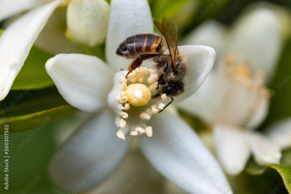 honey bee on orange tree blossom. close up macro flower photo honey bee on orange tree blossom. close up macro flower photo