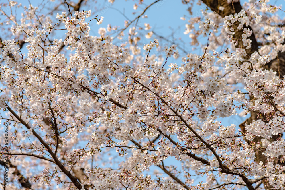 Sakura (Cherry Blossom) blooming in spring around Ueno Park in Tokyo , Japan. Sakura (Cherry Blossom) blooming in spring around Ueno Park in Tokyo , Japan.