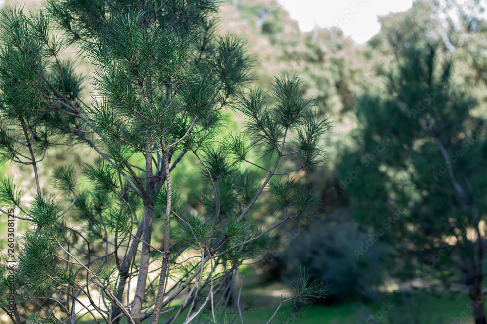 bosque bosque