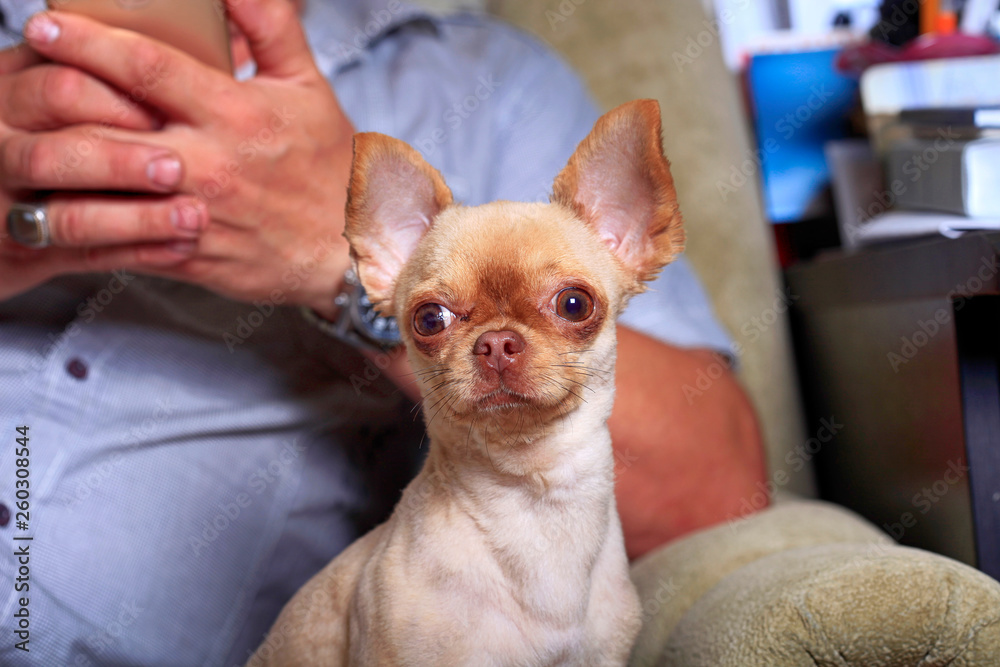 Portrait of a cute chihuahua dog next to a man