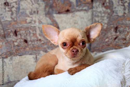 Cute chihuahua dog at home on the sofa