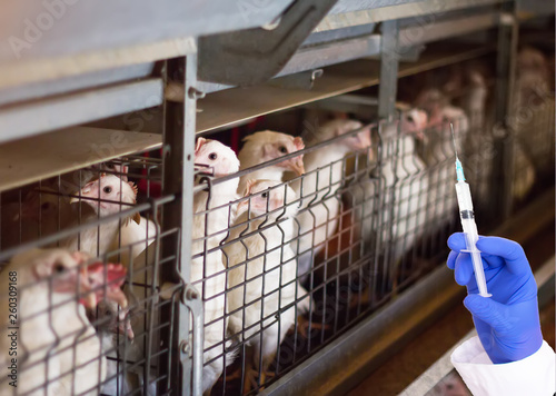 Doctor holds a syringe on the background of broiler chickens concept of hormones and antibiotics in chicken meat, health, veterinary sanitary photo