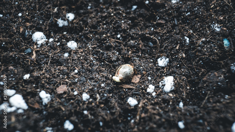 Planting marijuana seed in the ground. Cannabis growing indoor Planting marijuana seed in the ground. Cannabis growing indoor