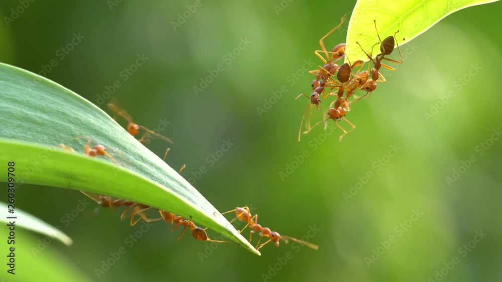 Ant action standing.Ant bridge unity team,Concept team work together Ant action standing.Ant bridge unity team,Concept team work together