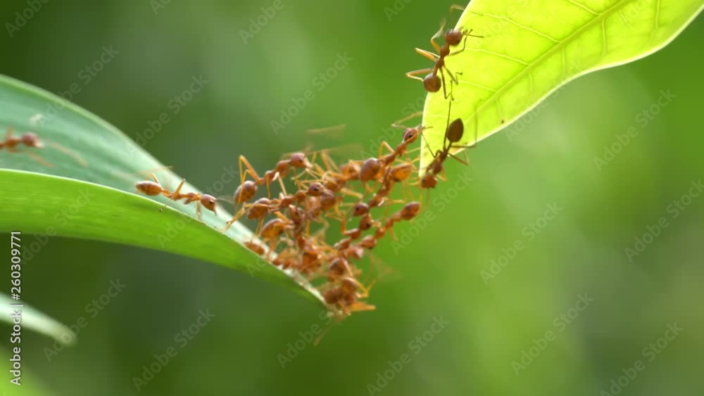 Ant action standing.Ant bridge unity team,Concept team work together