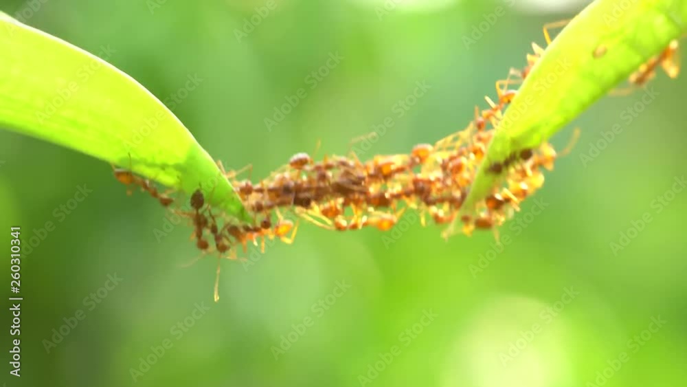 Ant action standing.Ant bridge unity team,Concept team work together Ant action standing.Ant bridge unity team,Concept team work together