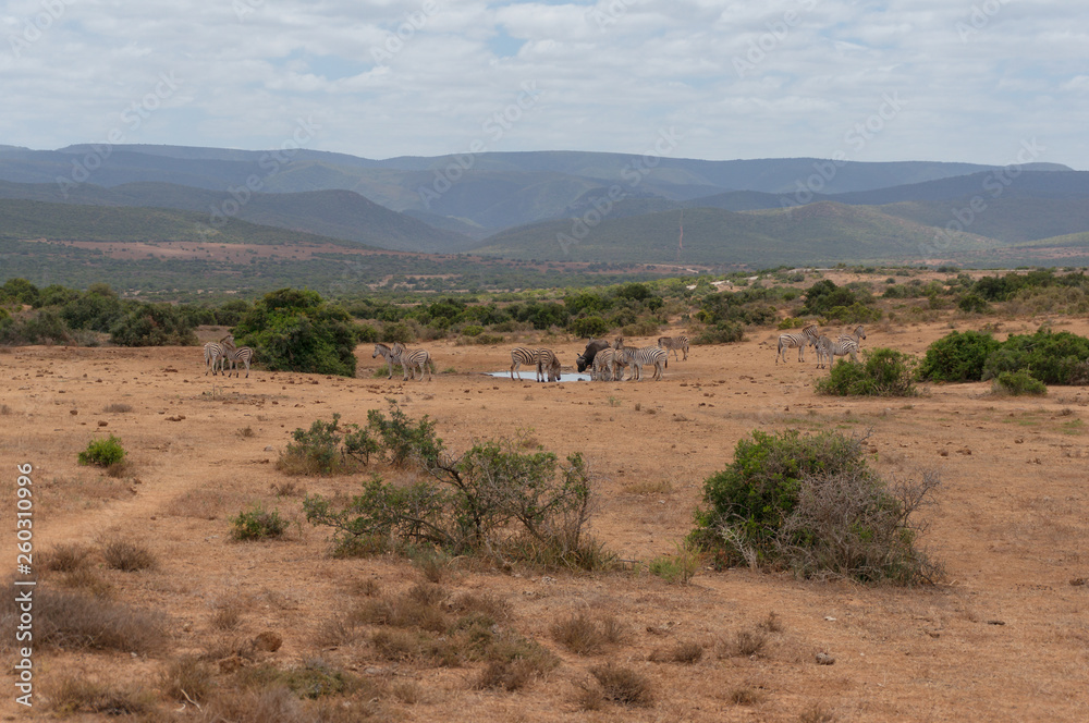 Herd of wild zebras and buffalo on waterhole