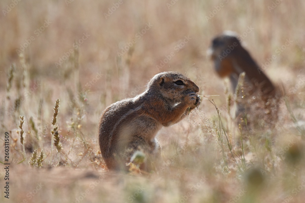 Kap-Borstenhörnchen (xerus inauris) in der Kalahari in Namibia