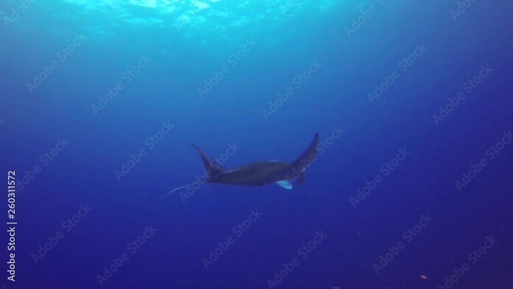 Underwater Tilt-up: Majestic Manta Ray Swimming in Deep Blue Ocean in Big Island, Hawaii Underwater Tilt-up: Majestic Manta Ray Swimming in Deep Blue Ocean in Big Island, Hawaii