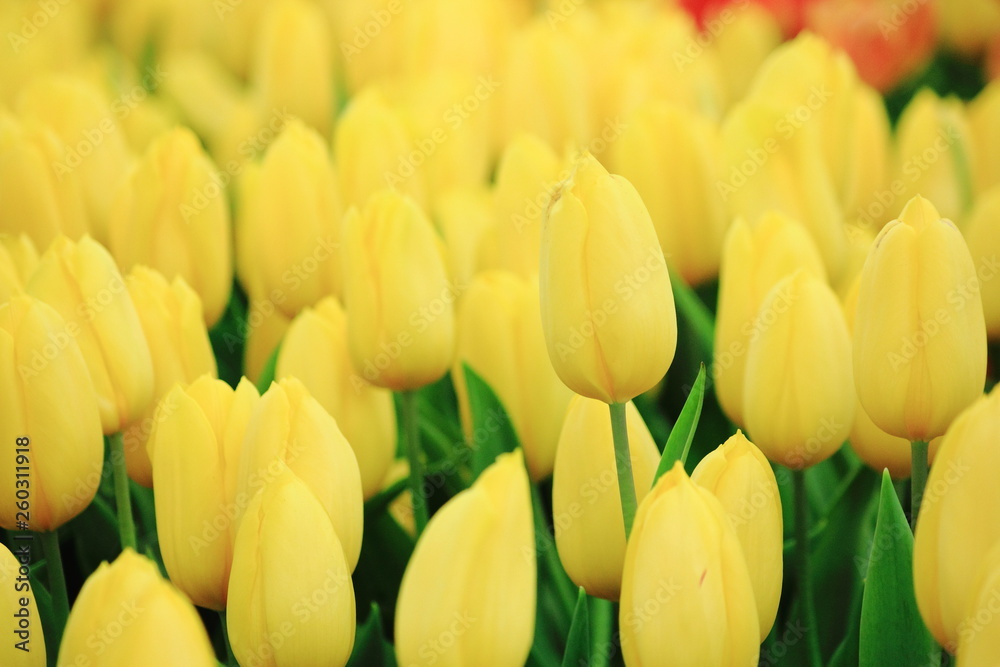 Close up yellow tulip in tulip field.Thailand. Close up yellow tulip in tulip field.Thailand.